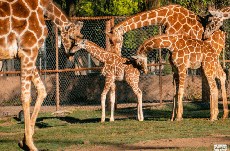 Luciano, el nombre de la jirafita del Zoológico de Morelia