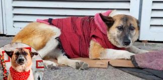 Lobita gana la batalla y seguirá en el Hospital Infantil de Morelia