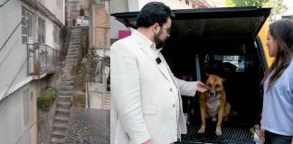 VIDEO // Resguardan a “Lobito” tras denuncia de maltrato animal en Naucalpan