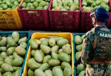 Se “evaporan” toneladas de mango en Chiapas; señalan fallas de la Marina