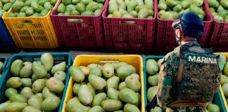 Se “evaporan” toneladas de mango en Chiapas; señalan fallas de la Marina