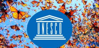 Reserva de la Mariposa Monarca debe reforzar medidas para proteger su migración: UNESCO México