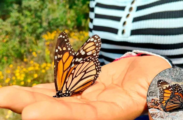 #VIDEO ¿No sabes qué hacer en el primer puente de 2026? Los santuarios de la Mariposa Monarca te esperan