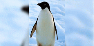 Día Mundial de los Pingüinos: una fecha para promover su conservación