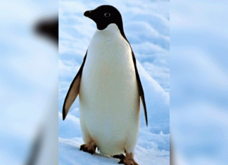 Día Mundial de los Pingüinos: una fecha para promover su conservación