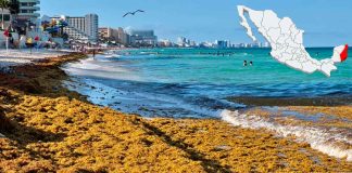 Fuera de temporada, sargazo cubre playas de Playa del Carmen