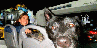 Paseo nocturno en CDMX: diversión asegurada para perros y sus humanos