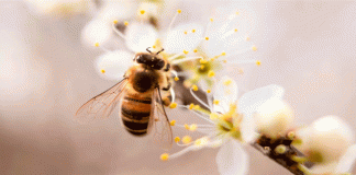 Llena tu jardín de vida: cómo atraer abejas con flores y plantas