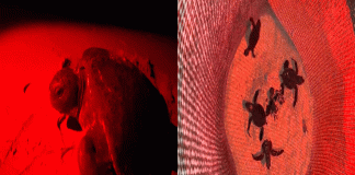 Campamento Tortuguero de Colola llega a recolectar hasta mil nidos por noche