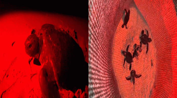 Campamento Tortuguero de Colola llega a recolectar hasta mil nidos por noche