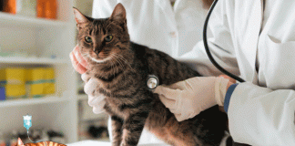 Alerta felina: panleucopenia, el virus que amenaza a los gatos