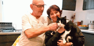 Filou, el gato viajero, recorre 250 km y cruza fronteras para volver a casa