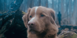 Indy, el perro protagonista de “Good Boy”, gana premio a Mejor Actuación en cine de terror