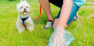 Sedema alerta sobre el manejo adecuado de heces de perros y gatos