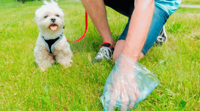 Sedema alerta sobre el manejo adecuado de heces de perros y gatos