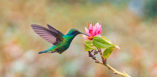 Colibríes, arte y biodiversidad urbana llegan al Museo de Historia Natural CDMX