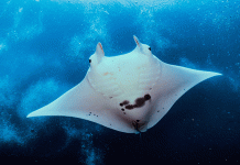 #VIDEO__Tofi, la manta raya albina que asombra a la ciencia y al mundo marino
