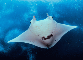 #VIDEO__Tofi, la manta raya albina que asombra a la ciencia y al mundo marino