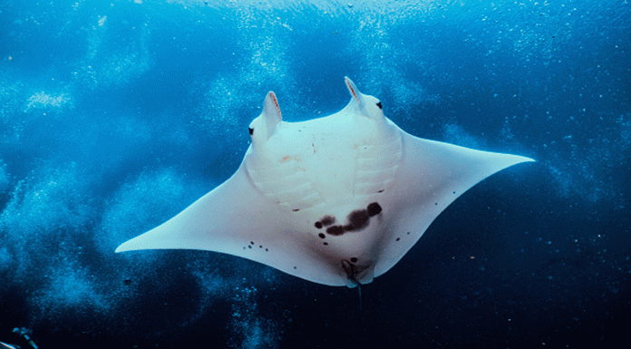 #VIDEO__Tofi, la manta raya albina que asombra a la ciencia y al mundo marino