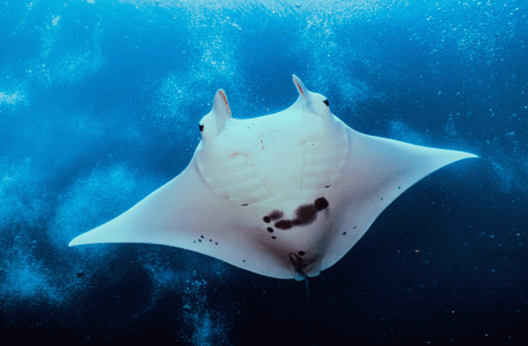 #VIDEO__Tofi, la manta raya albina que asombra a la ciencia y al mundo marino
