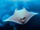 #VIDEO__Tofi, la manta raya albina que asombra a la ciencia y al mundo marino