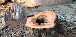 Retiran árboles secos para evitar riesgos en la Plazuela del Santuario de Pátzcuaro