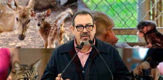 Reforma ambiental protege y conserva la vida animal en Michoacán: Secma