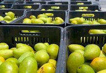 Predio naval en Chiapas pierde 22 toneladas de mango tras presunto saqueo