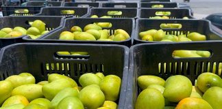 Predio naval en Chiapas pierde 22 toneladas de mango tras presunto saqueo