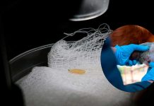 Detectan primer caso aislado de gusano barrenador en Villa Madero: Sader