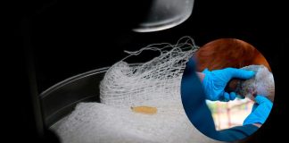 Detectan primer caso aislado de gusano barrenador en Villa Madero: Sader