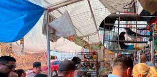 Operativos de decomiso del IMPA, logran retirar a perros, tortugas, pieles y aves de las calles de Morelia