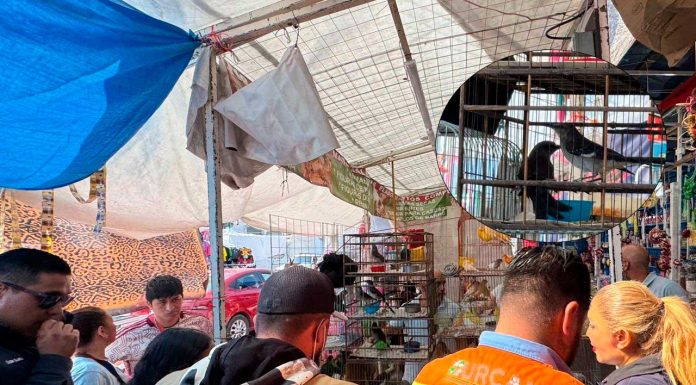 Operativos de decomiso del IMPA, logran retirar a perros, tortugas, pieles y aves de las calles de Morelia