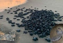 Michoacán se consolida como santuario de la tortuga laúd; suman 100 nidos protegidos