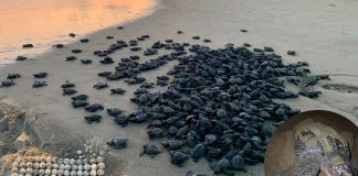 Michoacán se consolida como santuario de la tortuga laúd; suman 100 nidos protegidos