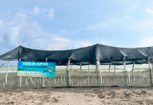 Sé testigo del primer latido del mar; vive la liberación de tortugas en las costas michoacanas