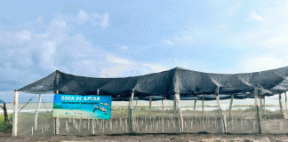 Sé testigo del primer latido del mar; vive la liberación de tortugas en las costas michoacanas