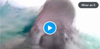 VIDEO // Captan en alta resolución el buceo de pingüinos barbijo en la Antártida