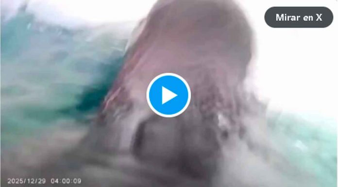 VIDEO // Captan en alta resolución el buceo de pingüinos barbijo en la Antártida