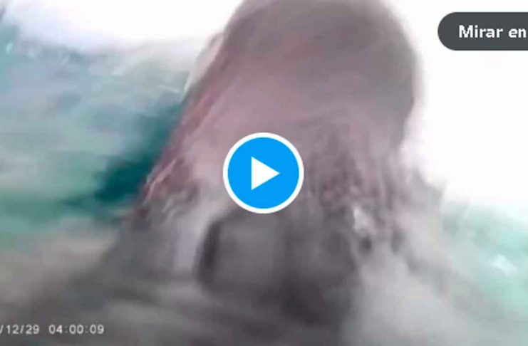 VIDEO // Captan en alta resolución el buceo de pingüinos barbijo en la Antártida