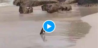 VIDEO // Pingüinos protagonizan escena viral en playa de Sudáfrica