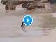 VIDEO // Pingüinos protagonizan escena viral en playa de Sudáfrica