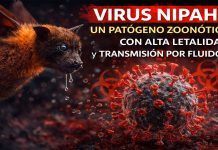 Virus Nipah: un patógeno zoonótico con alta letalidad y transmisión por fluidos
