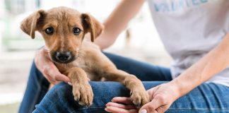 Más hogares optan por adoptar mascotas en lugar de comprarlas: ¿qué hay detrás de esta tendencia?