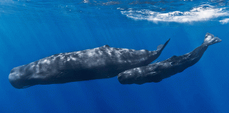 Conanp reporta bajo número de crías de ballena gris en Baja California Sur