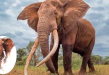 Murió Craig, el legendario elefante africano de colmillos gigantes que conquistó al mundo