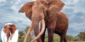 Murió Craig, el legendario elefante africano de colmillos gigantes que conquistó al mundo