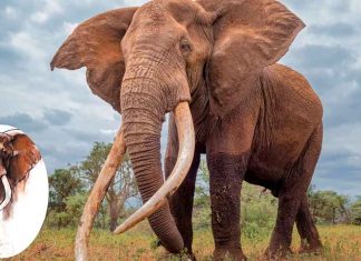Murió Craig, el legendario elefante africano de colmillos gigantes que conquistó al mundo
