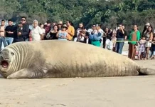 #VIDEO Sorprende elefante marino en playa de Los Ayala, Nayarit