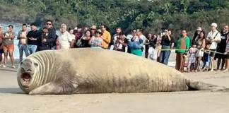 #VIDEO Sorprende elefante marino en playa de Los Ayala, Nayarit